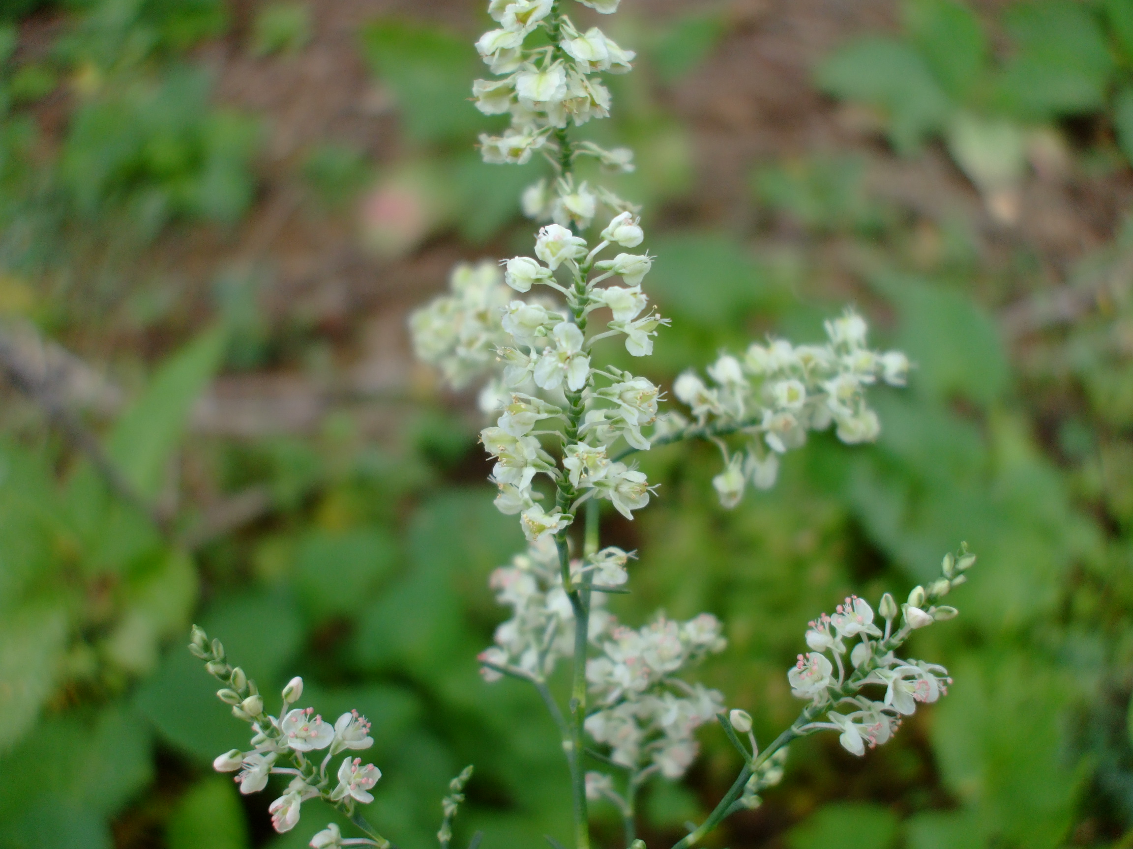 Polygonella americana